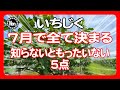【イチジク栽培】7月で収穫量が決まる!