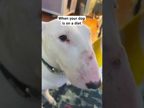 Poor Pookie is starved! #hungry #sad #cookie #memes #funny