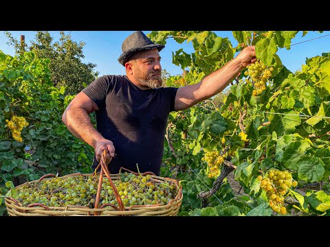 Video: Hur Man Gör Hälsosamma Och Läckra Grapefruktdesserter