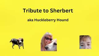 Tribute to Sherbert by Aunt Diane 157 22 views 6 months ago 3 minutes, 34 seconds