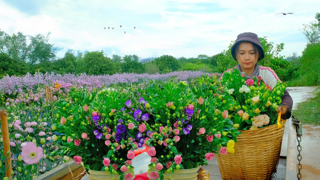 Harvest A Three Wheel Cart Of Lisianthus Flowers to Sell at Market,Build Trellis for Malabar Spinach