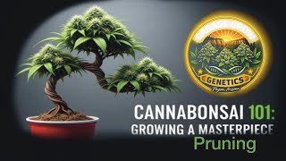 Canna bonsai pruning 