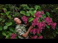 Field trip with patrick blanc mount kinabalu borneo