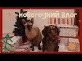 Новогодний Dog Vlog/ празднования нового года/подарки