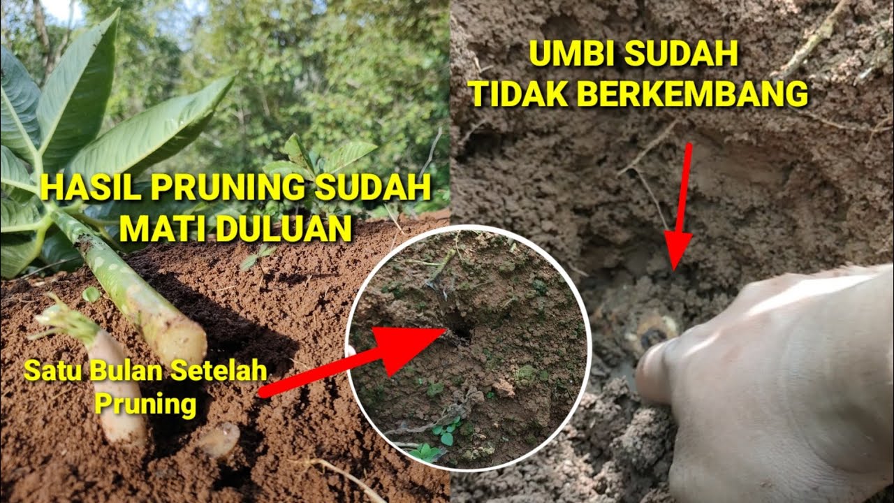 1 BULAN SETELAH PRUNING, TUNAS KE-2 MATI