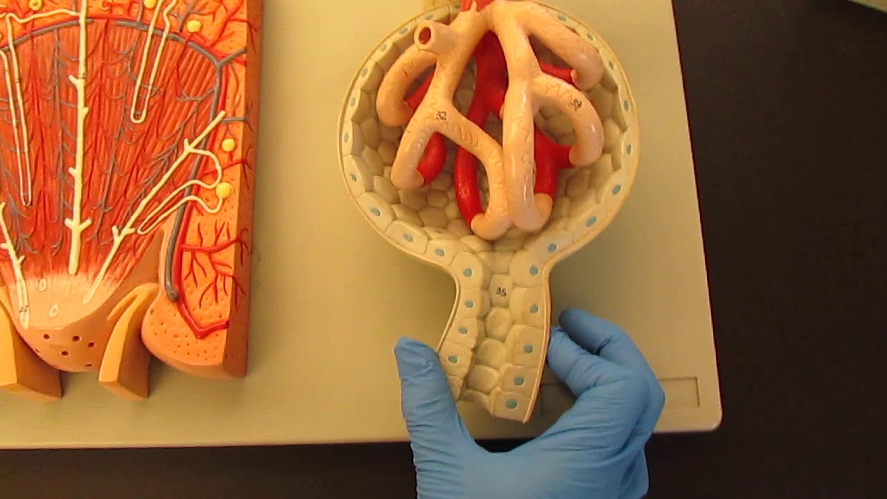 Lab Model Urinary Urinary System Lab Models - YouTube