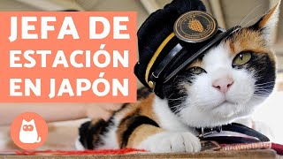 La GATA que fue JEFA de ESTACIÓN de TREN  (Tama)