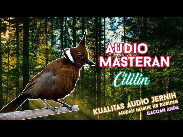 #2 Audio Master Burung Cililin + Jeda + Suara Gemricik Air Jernih class=