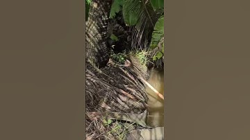 Bắt rắn mối thật đơn giản #trongnguyenvlog #cauranmoi