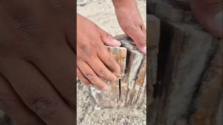 collecting petrified rocks to put around heavenly tree