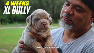 "XL American Bully Puppies at 2 Weeks Old - Here's Your Chance to Own a Champion!"@CaonaBullys