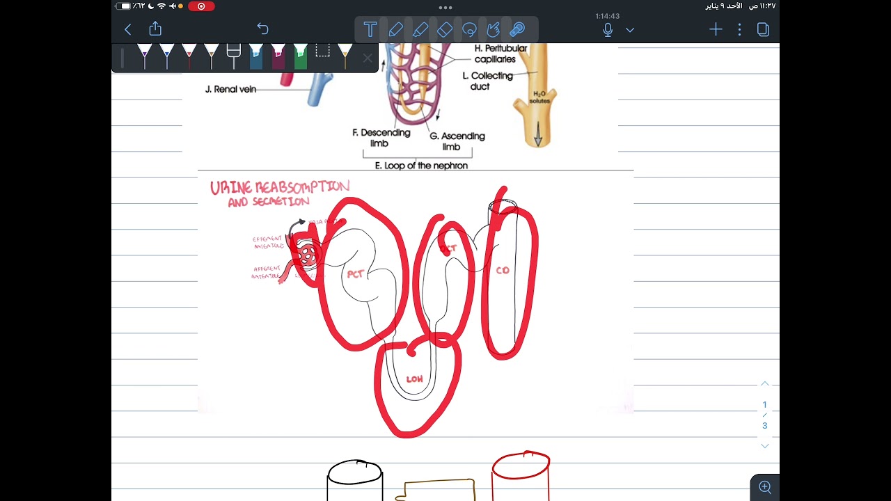 الرشح و اعادة الامتصاص و الافراز
