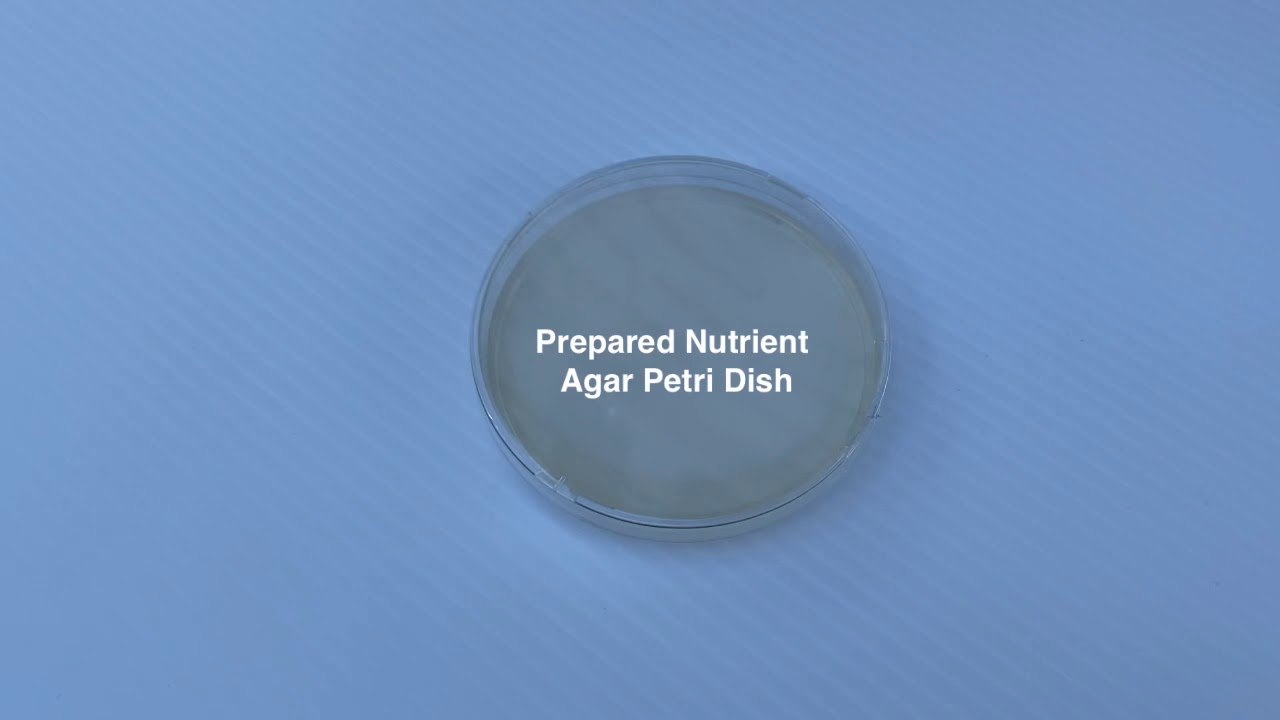 How to Grow Bacteria in a Nutrient Agar Petri Dish
