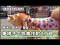 【密着】介助犬と歌舞伎町2丁目!車椅子で買い出しへ