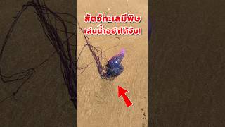 สัตว์ทะเลมีพิษ เล่นน้ำอย่าได้จับ!