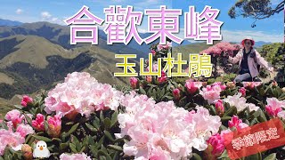 [季節限定]推薦此生必訪合歡東峰~絕美玉山杜鵑