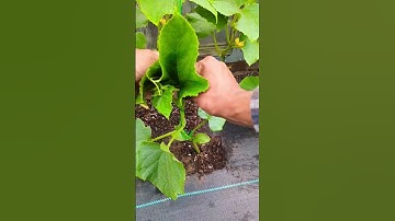 How to tie cucumber plants on a string trellis growing vertically! #shorts