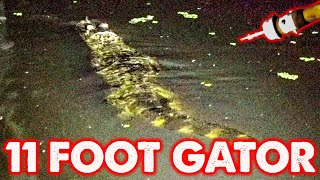 Alligator Hunting With Hars - 11 Footer Speared