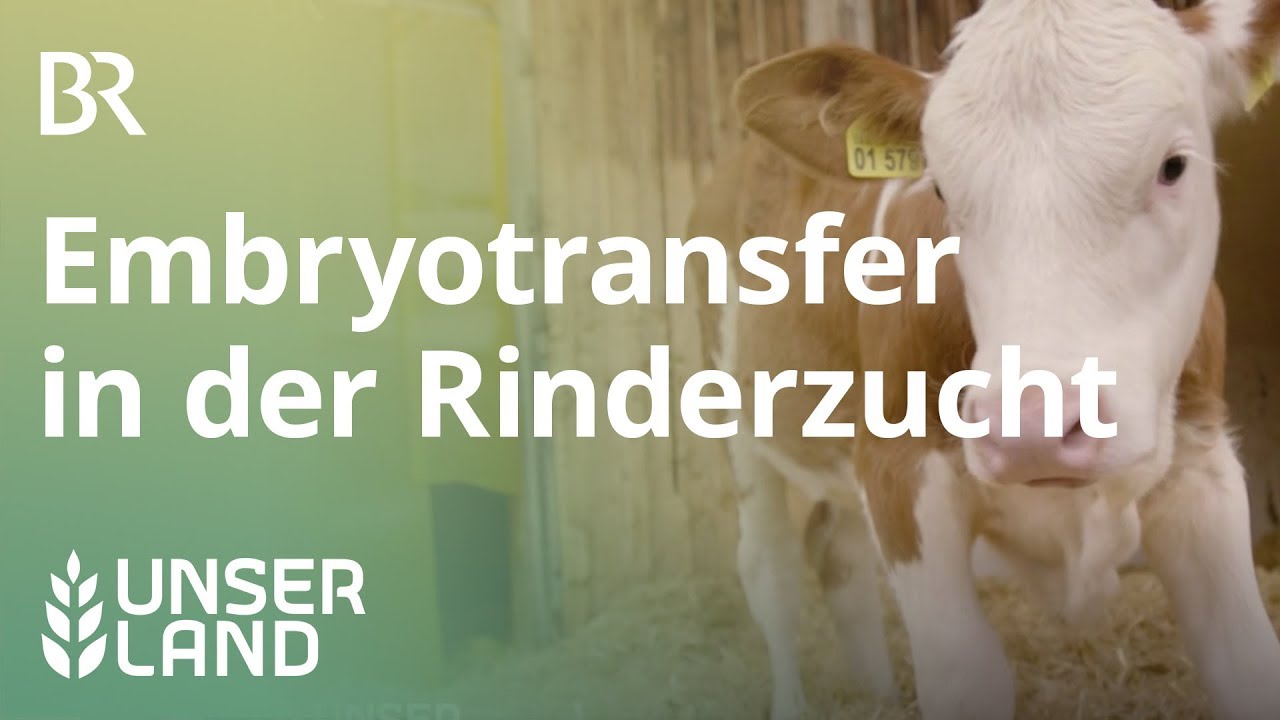 Embryo-Transfer | Unser Land | BR Fernsehen