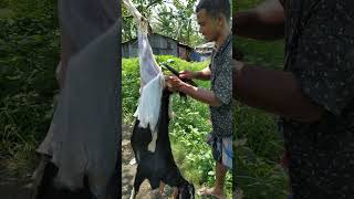 Amazing Goat Processing Skills #shorts