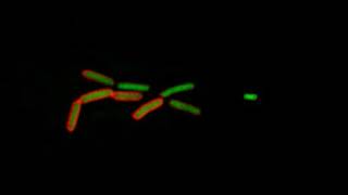 O-Ag phase variation -- Salmonella losing antibody reactivity
