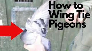 How to Wing Tie a Pigeon by Pine Hill Gun Dog Training 390 views 3 years ago 2 minutes, 12 seconds