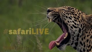 safariLIVE- Sunset Safari - July. 19, 2017