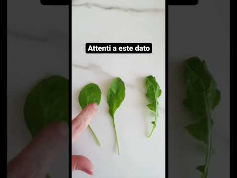 Video: Usos de la planta de hoja amarga: cultivo de verduras de hoja amarga