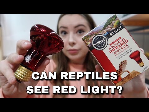 Video: Når skal jeg bruke rødt lys for skjeggete drager?