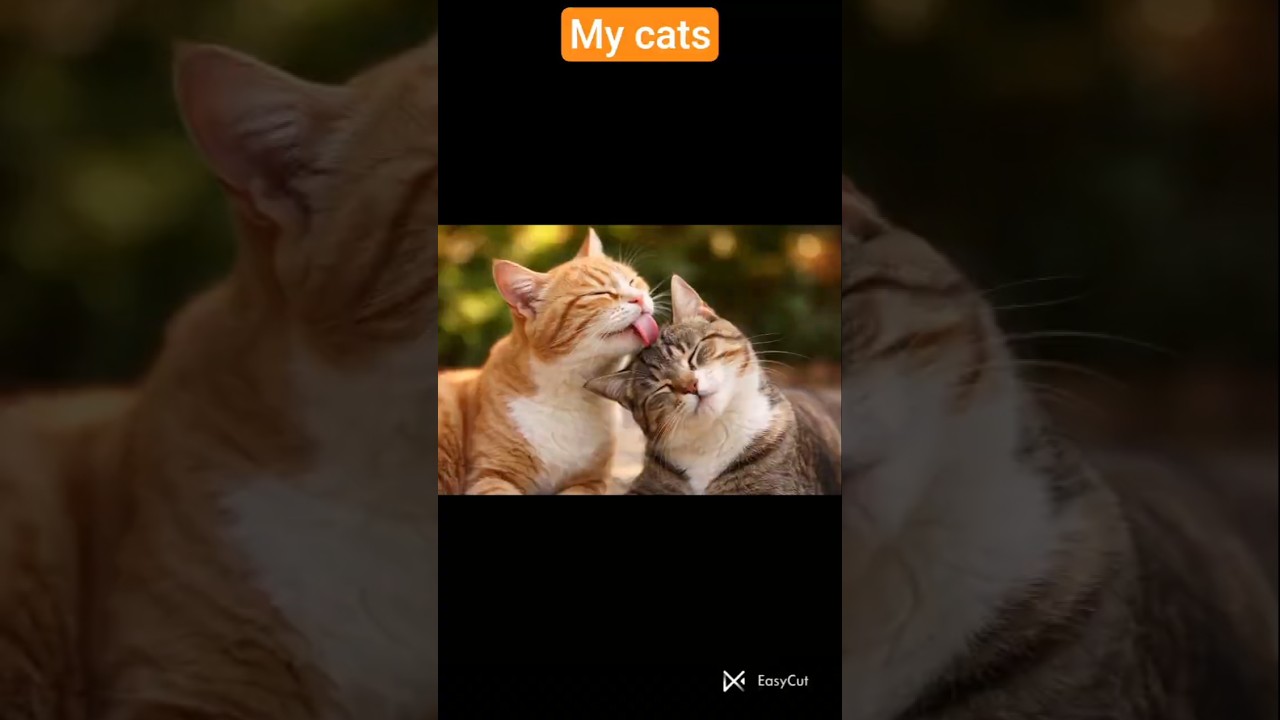 Adorable cat licking session 