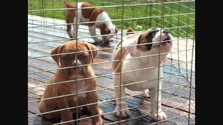 buffdogs keeper pups.wmv