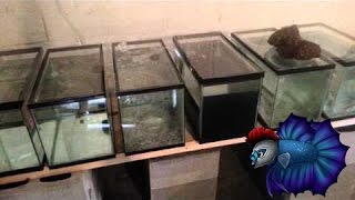 How To Build A Multiple Tank Setup Stand Or Aquarium Rack