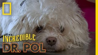 Famous Lights Out in the Clinic | The Incredible Dr. Pol Net Worth