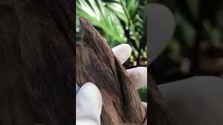 DEKORASI KECIL DARI KAYU GAHARU PONTIANAK KALIMANTAN 18 - AROMA SURGA