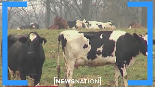 2nd human case of bird flu detected in Texas: Report | Morning in America