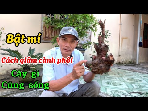 Bật mí cách