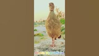 Dakhni Teetar ki Awaz | Irani Teetar ki Boli #teetar #iraniteetarkiawaz #trending #dakhniteetar