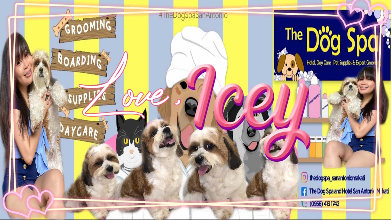 CREAMO's GROOMING DAY! (The best pet salon in makati) Love, Icey