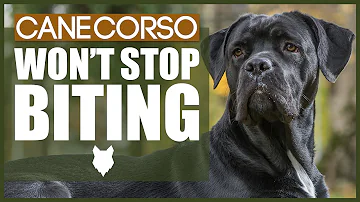 How To Stop Your CANE CORSO BITING