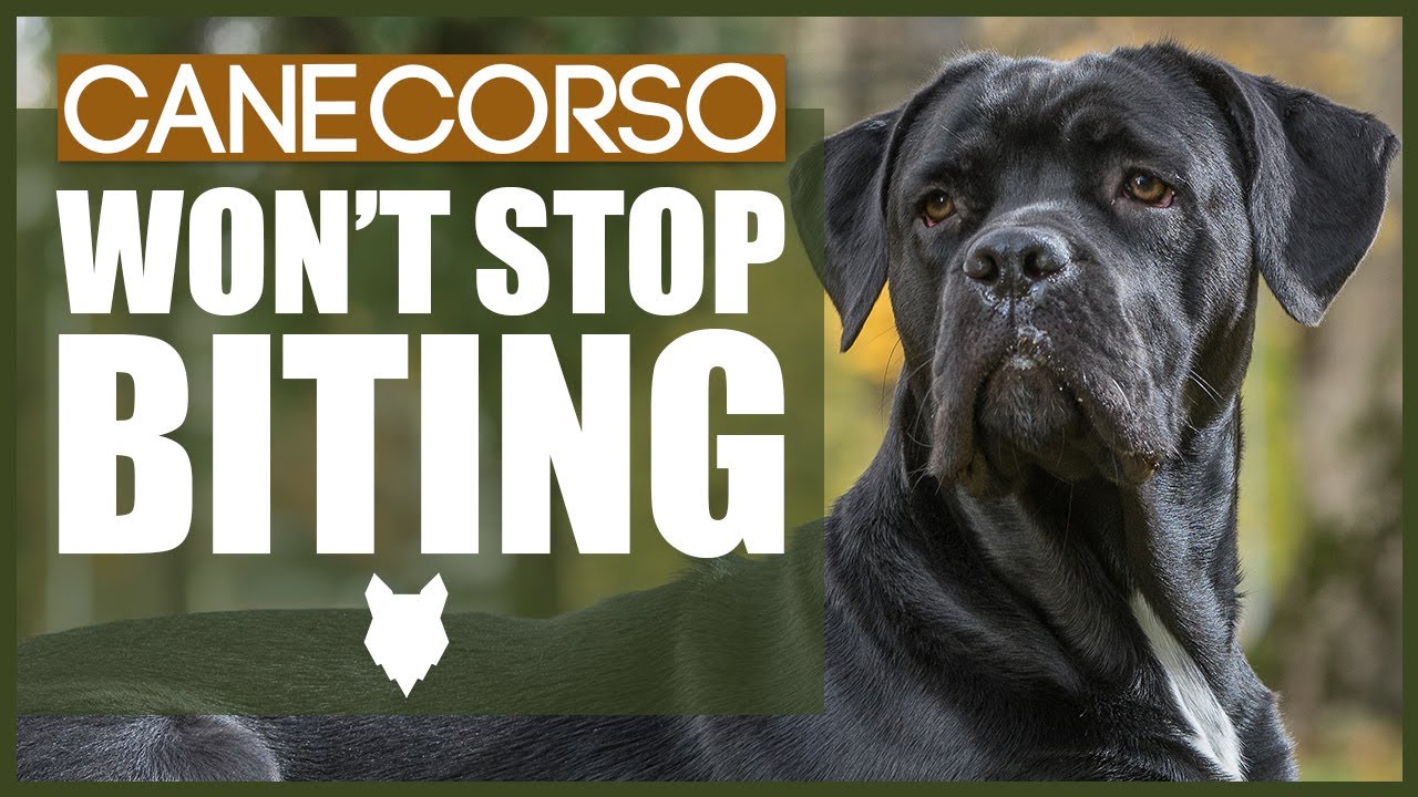 cane corso biting