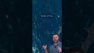 The Ocean's Real Apex Predator