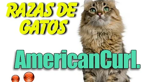 Watch the video about Razas de gatos - Gatos Raza American Curl