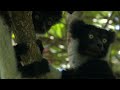 Cute jumping indri lemurs  madagascar  bbc earth