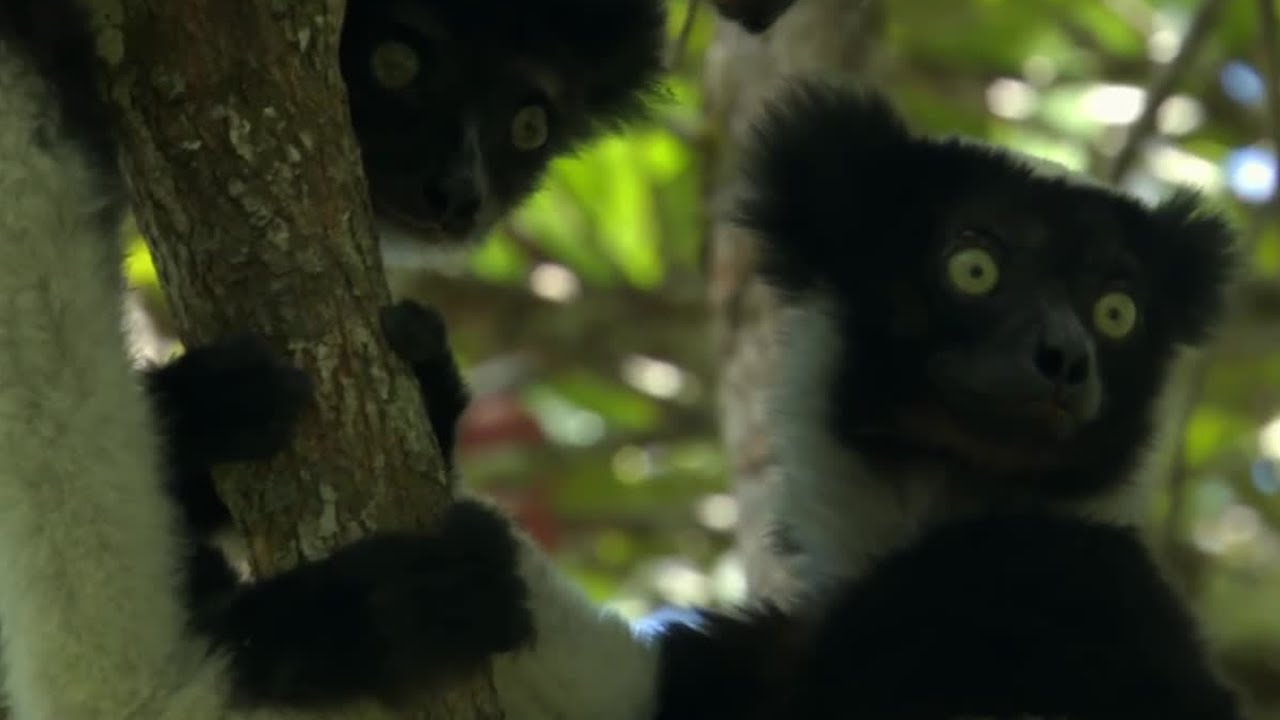 ⁣Cute Jumping Indri Lemurs | Madagascar | BBC