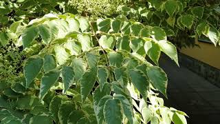 Aralia elata 'Aureovariegata' arálie štíhlá