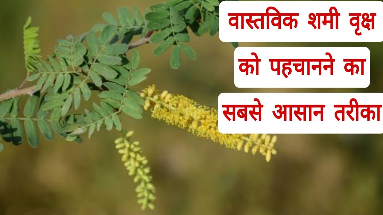           The Easiest Way To Identify The Real Shami Tree