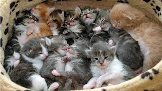 Finding 12 Abandoned Kittens…