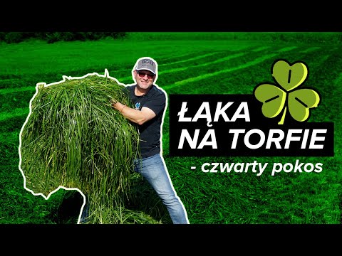 Wideo: Trawa łąka tymotka