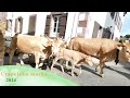 Urepeleko marka 2024  transhumance des vaches