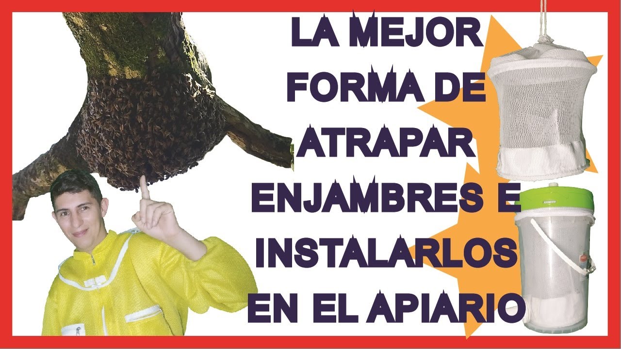 LA MEJOR FORMA DE ATRAPAR UN ENJAMBRE E INSTALARLO EN EL APIARIO 🐝🐝😀🥰